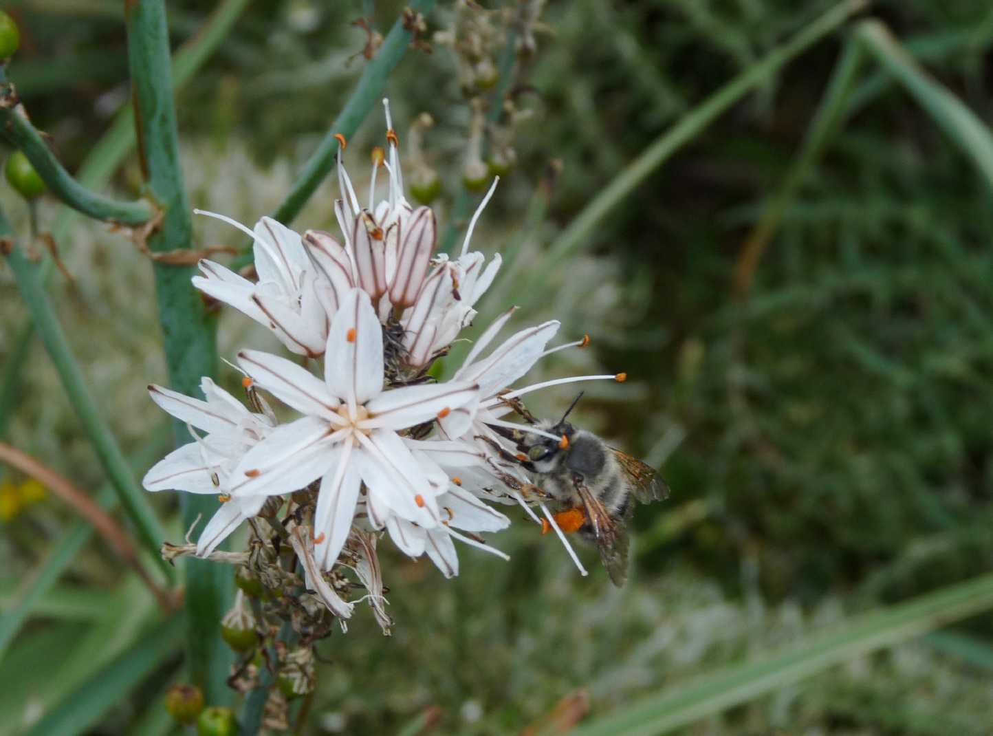 Un pascolo di asfodeli (Anthophora plumipes?)